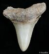 Inch Carcharocles Angustiden Tooth - Pre Megalodon #2900-1